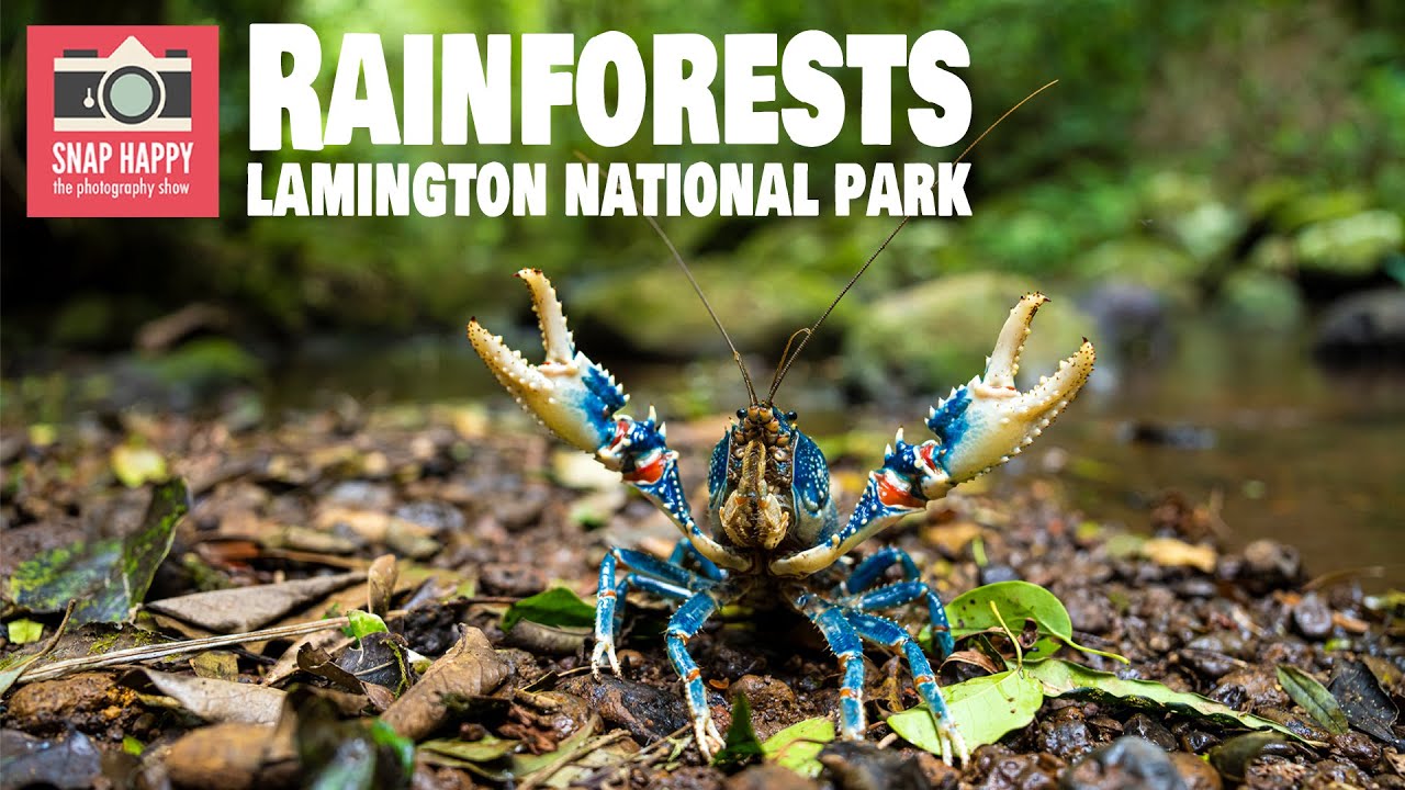 Rainforests of Lamington National Park // Rainforest photography