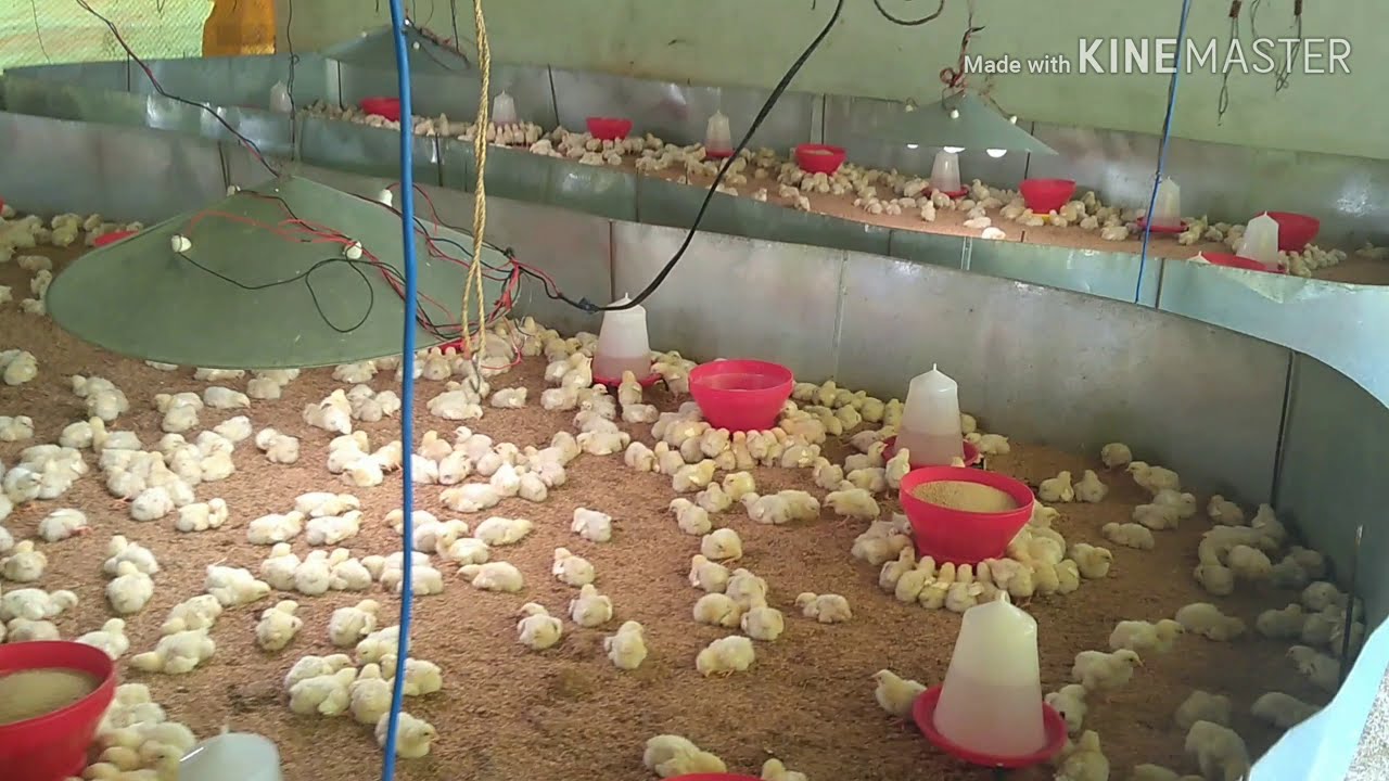#farmingబ్రాయిలర్  కోళ్ళ పెంపకం పూర్తి   వివరాలు|#Poultry farming