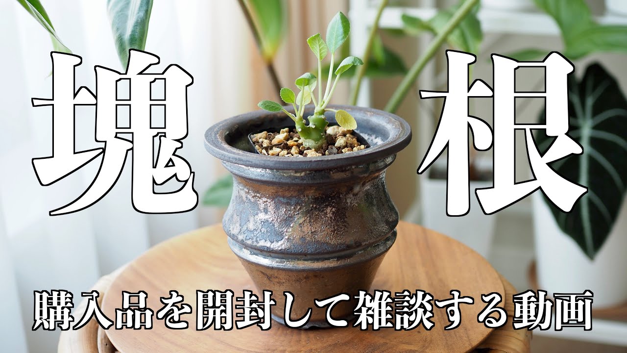 塊根植物と推しの土を購入したので、雑談しつつ開封する動画です【エリオクエスト・賢者の土】
