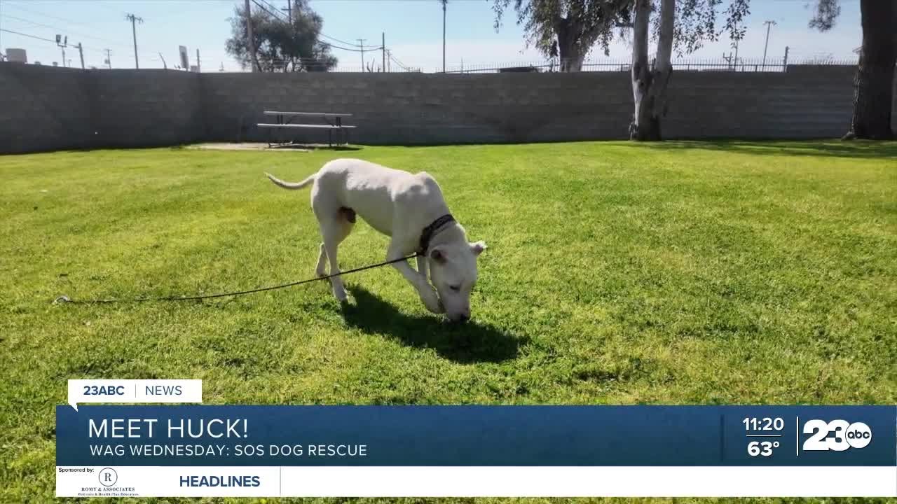 Wag Wednesday: Meet Huck from SOS Dog Rescue