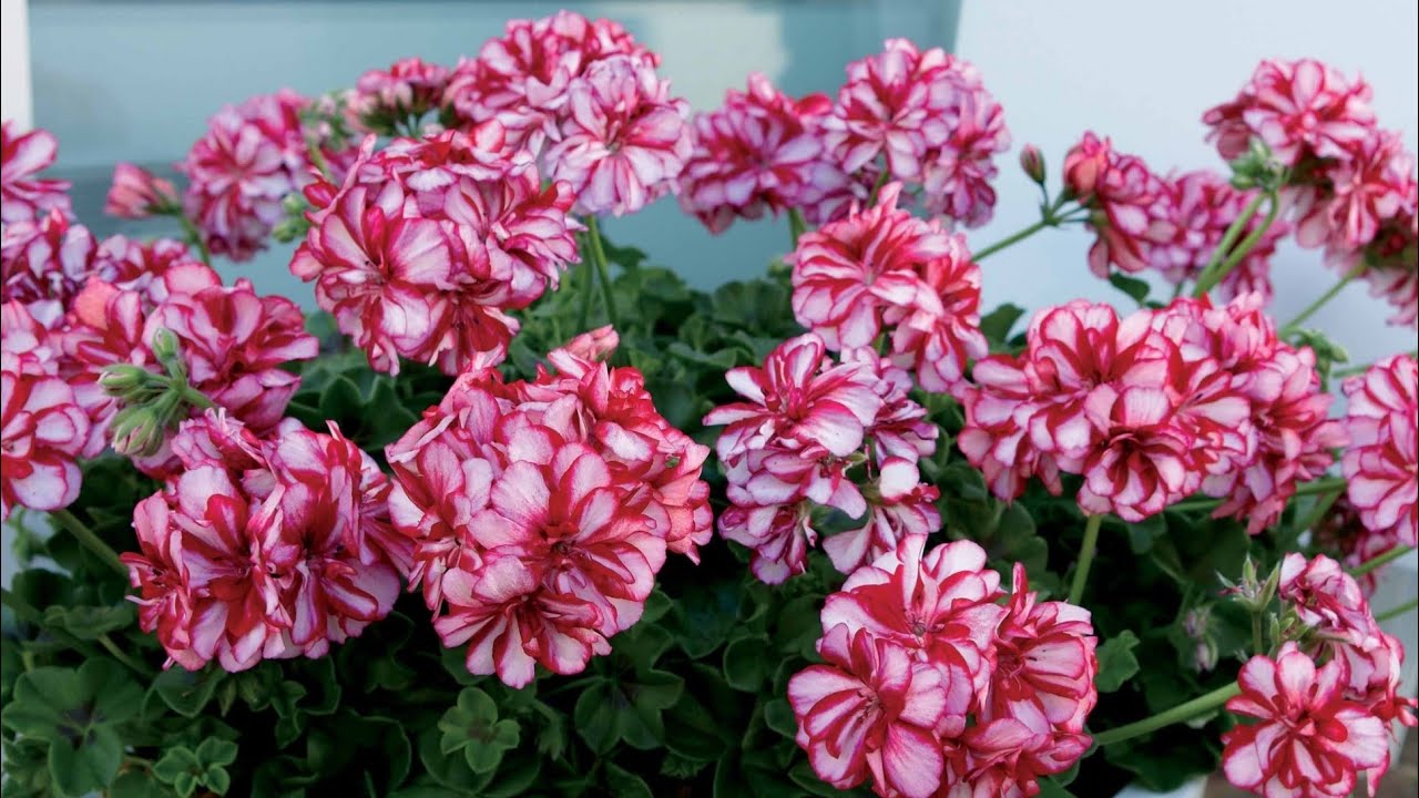 Bring Back Old & Dying Geranium IVY to Heavy Flowering with This One Magical Use |