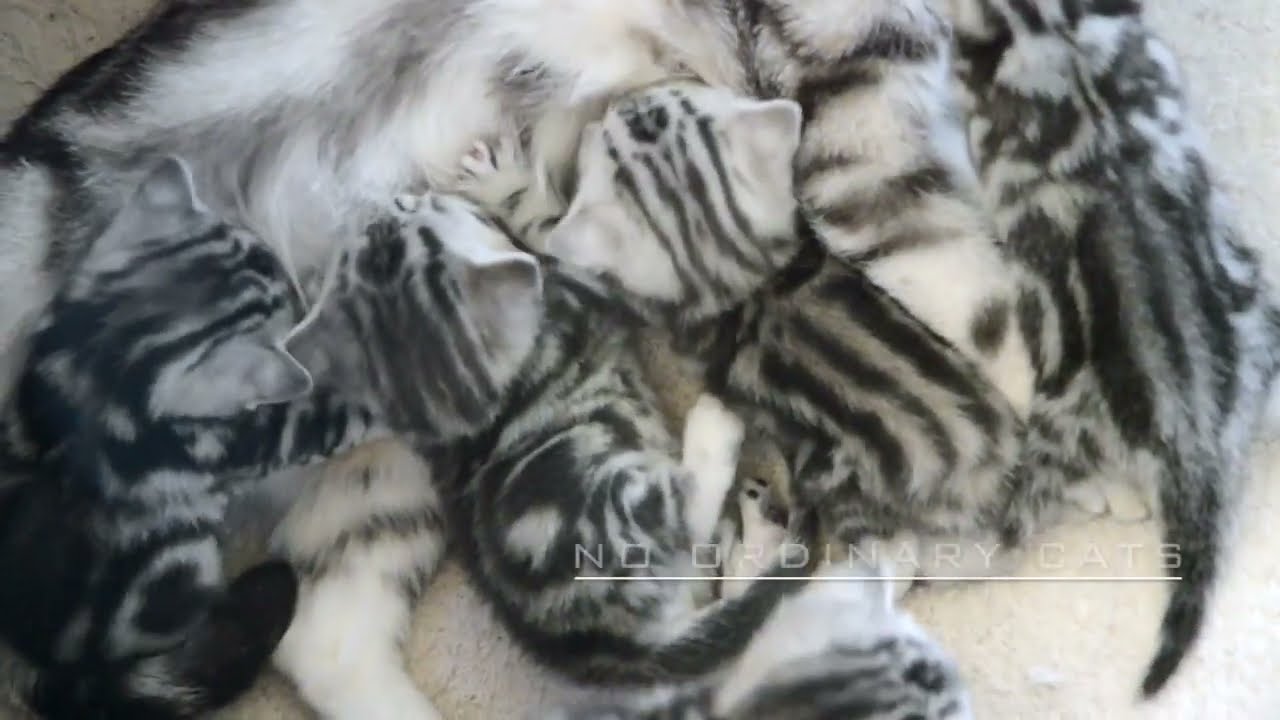 These Silver Tabby kittens will steal your breath away.
