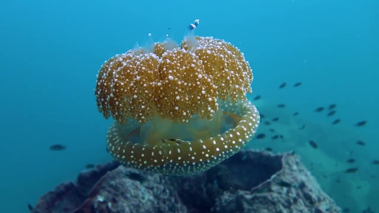 White spotted jellyfish swims