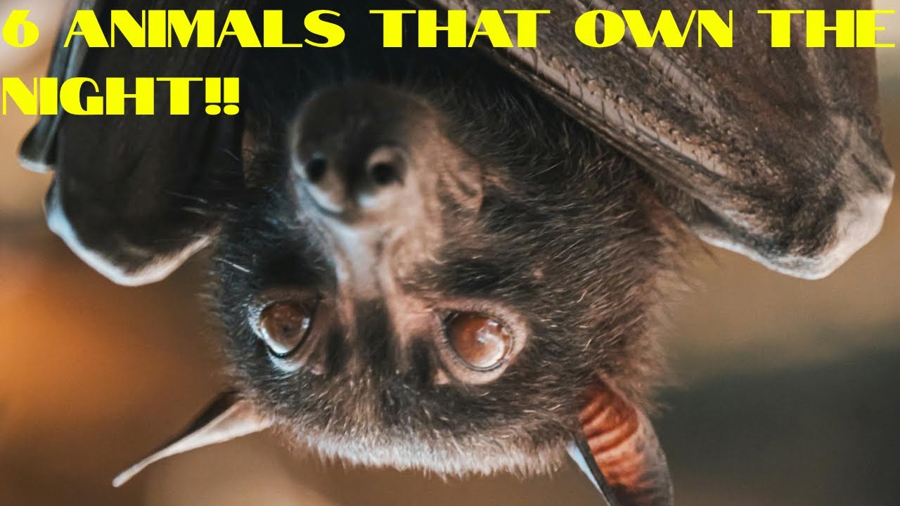 Life After Dark: Survival in the Animal Night  World 