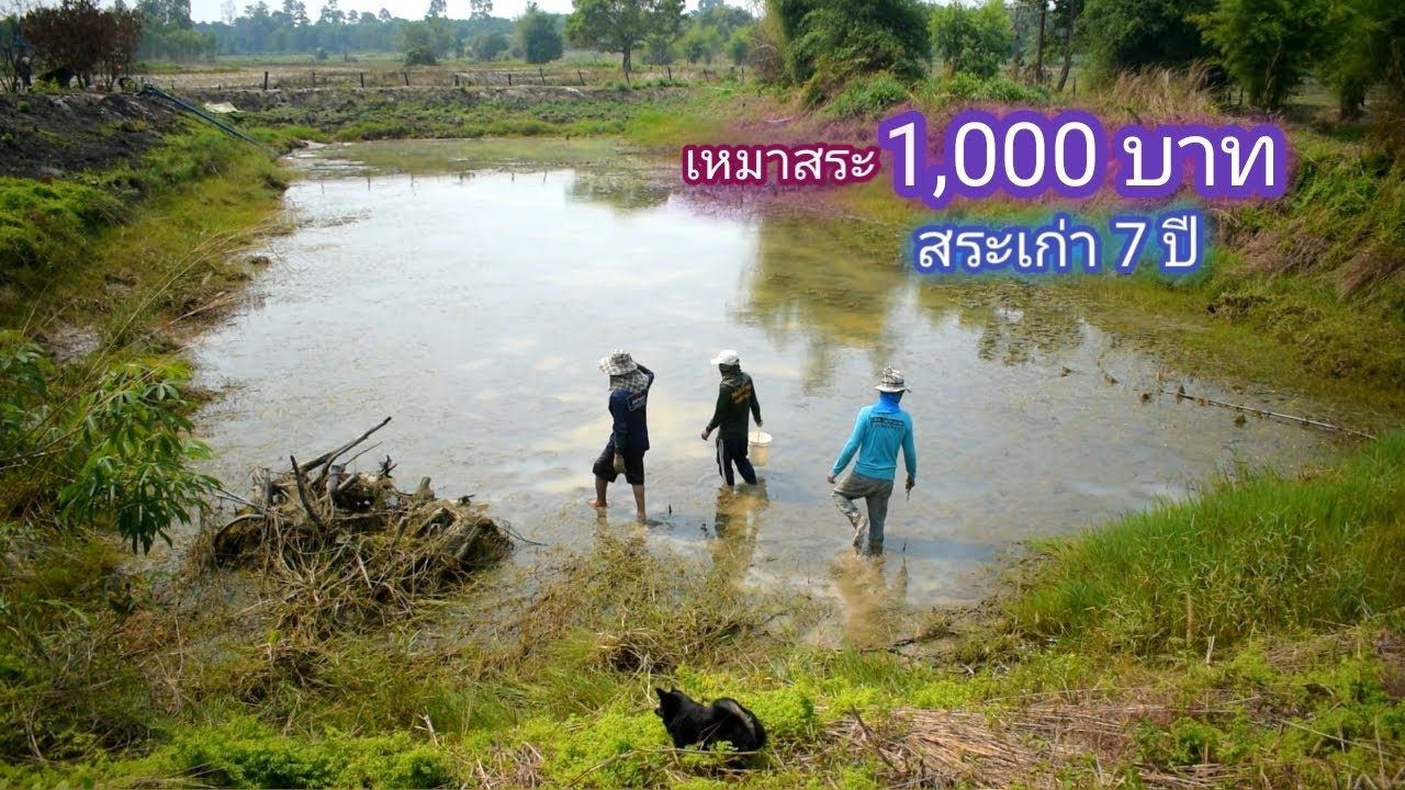 เหมาสระ 1,000 บาท สระร้าง 7 ปี งานเข้าทีมงาน เจอเจ้าถิ่นกวนทั้งคืน / บ้านนอก EP.466