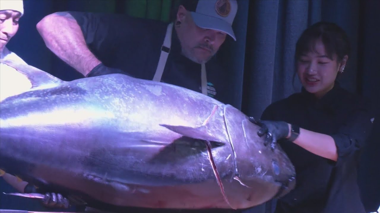 Old Florida Fish House in 30A hosts bluefin tuna cutting show