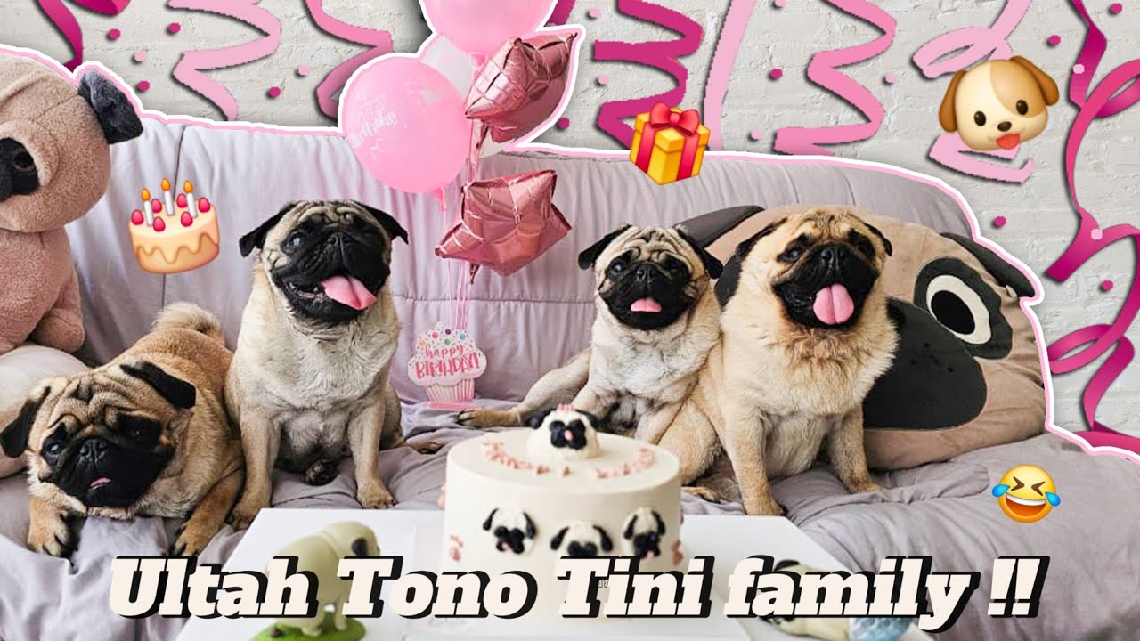 RUSUH banget !! Ulang tahun TONO TINI family ?!! 🐶🎂🎁