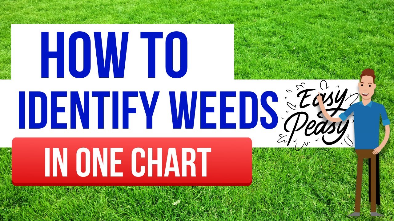 How to quickly and easily identify weeds and what to do about them.