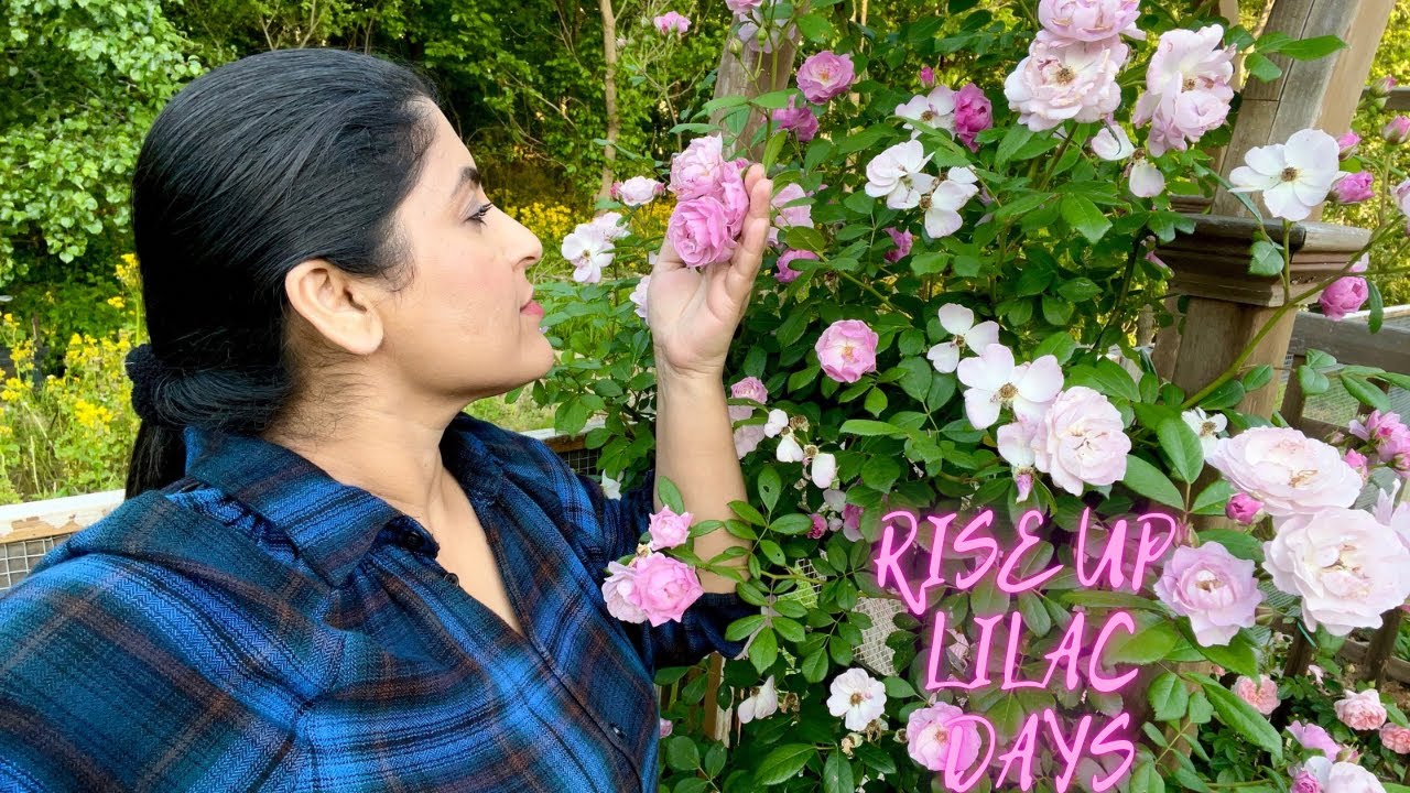 Роза Rise Up Lilac Days &mdash; проверенный победитель! 🌸💜