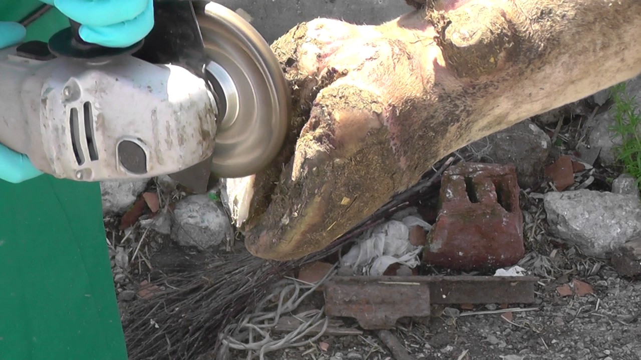Раcчистка копыта коровы фрезой и ножом. Cattle Hoof Trimming. ПДАТУ