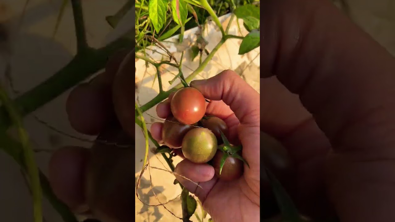 Picking tomatoes is like a treasure hunt, full of surprises! 