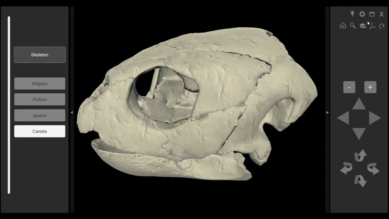 3d Reptile Skulls beta05 Software
