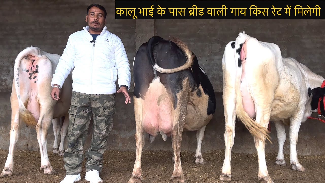 कालू भाई के पास आज ब्रीड वाती गाय, रेट जानते हैं कालू भाई से #rajusirsa 