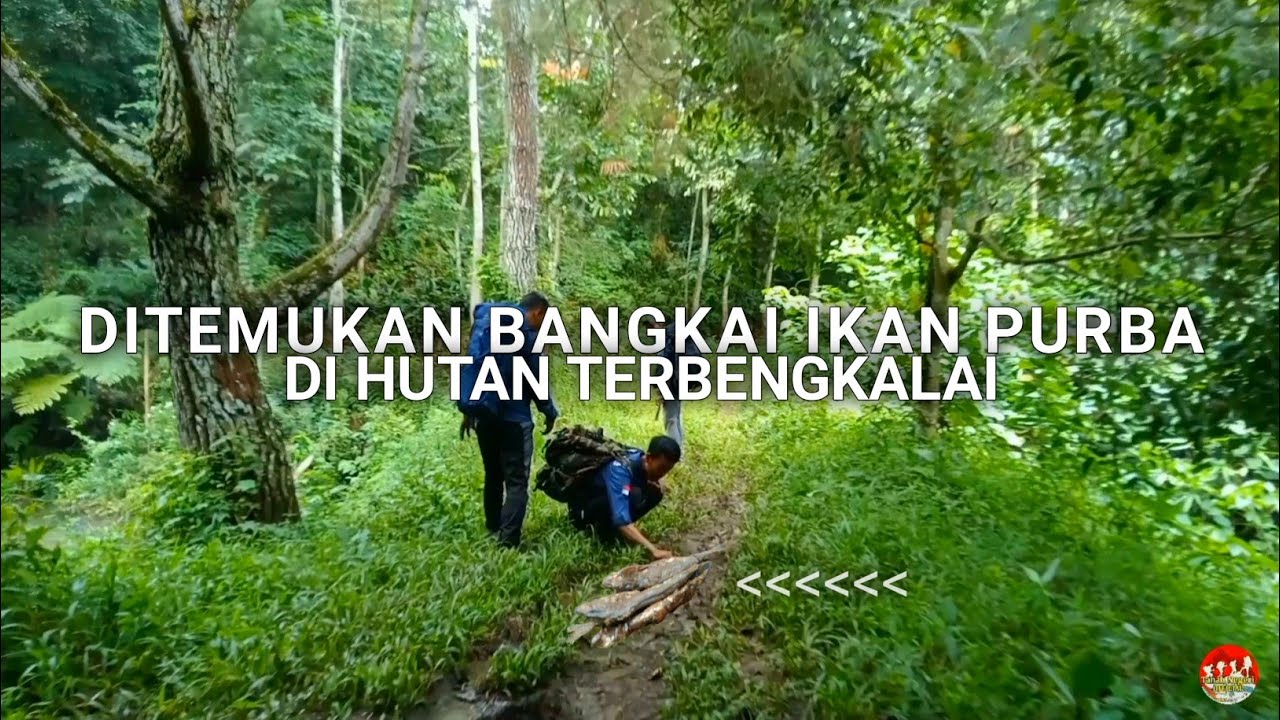 PENEMUAN BANGKAI IKAN PURBA DI HUTAN TERBENGKALAI | HUTAN KOTA CIANJUR | HUKOCI #2