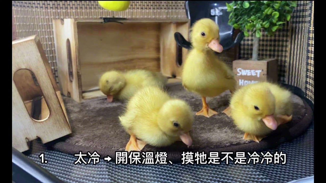 【新手飼主必看】柯爾鴨幼鴨室內飼養教學｜飼養方法、注意事項、不亂叫技巧大公開！