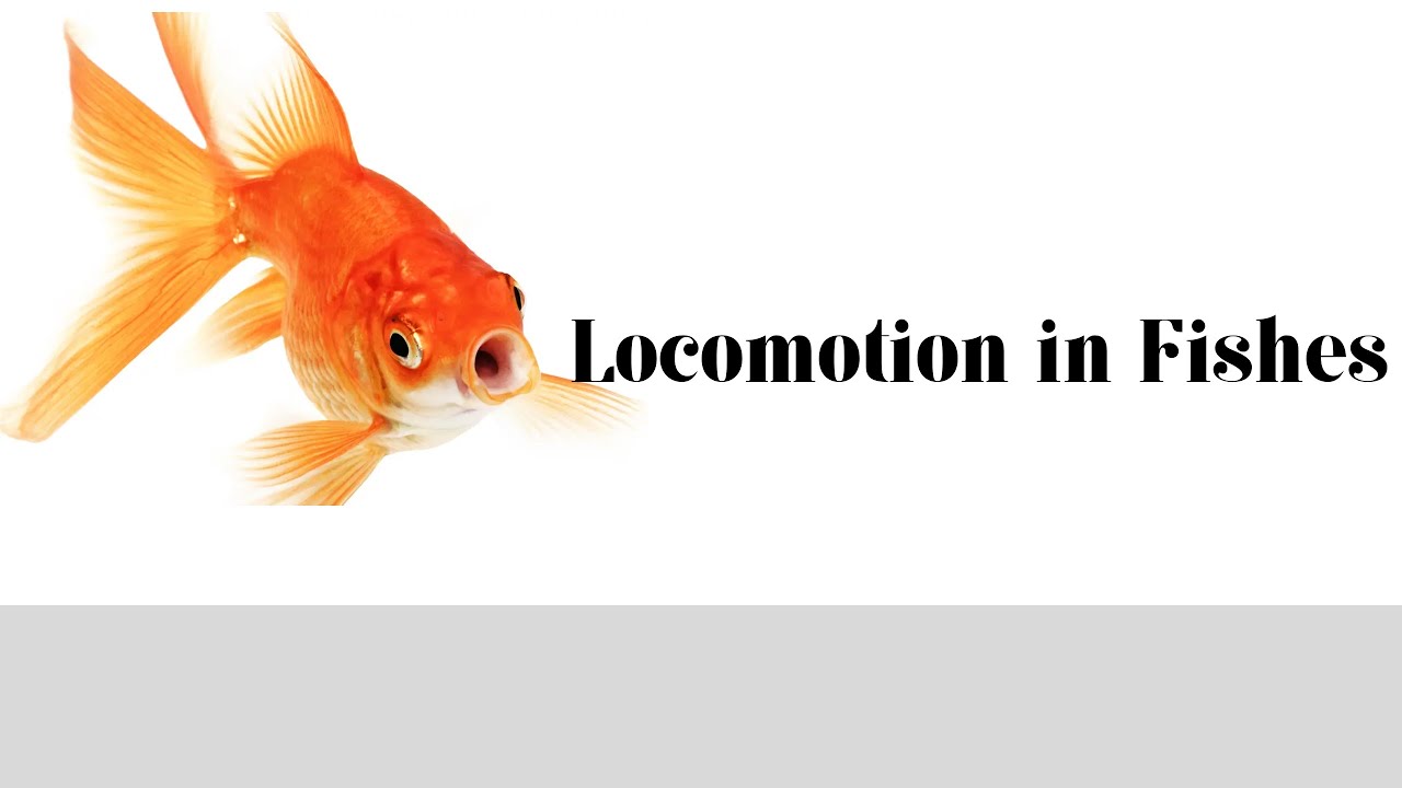 Locomotion in Fishes Lec 3/Ichthyology/Miller Harly BS BSC