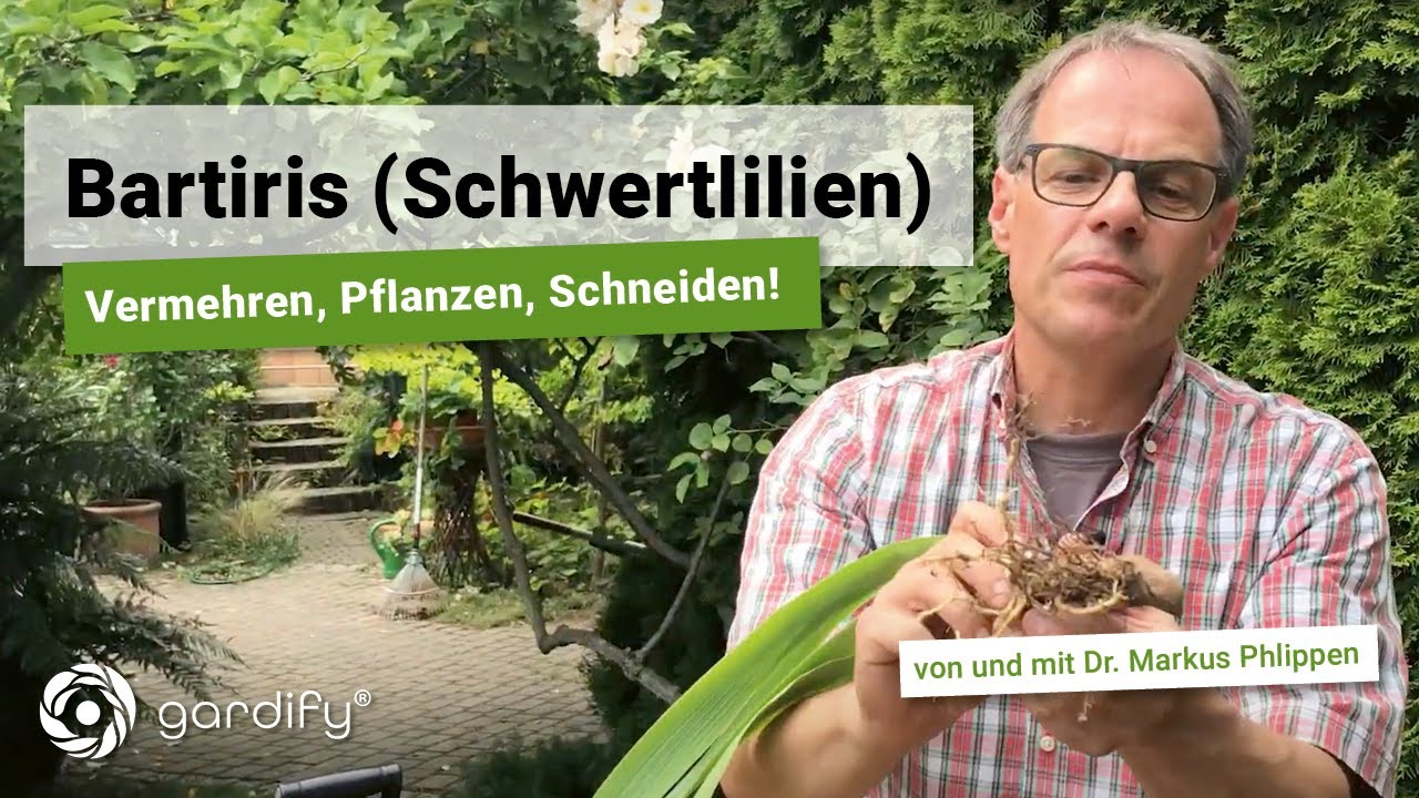 Bart-Iris (Schwertlilien) richtig vermehren | gardify Tipps