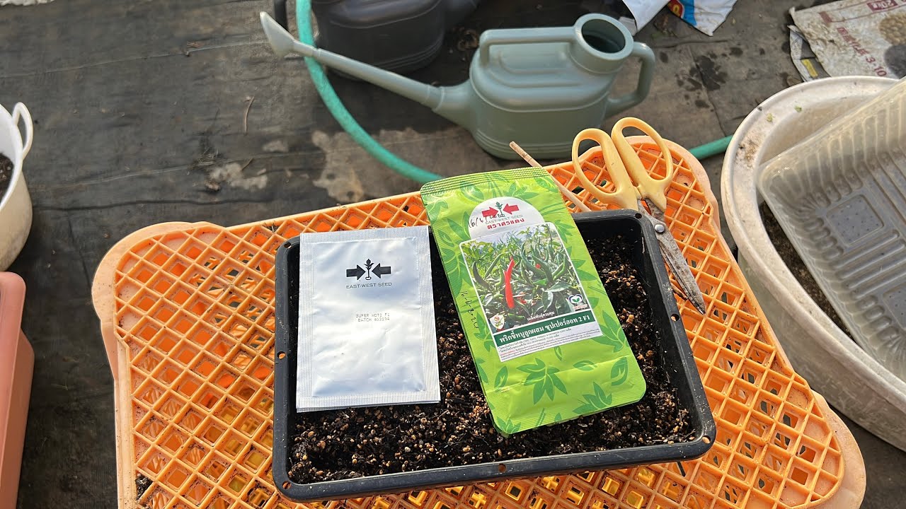 เพาะพริกกะเหรี่ยง พริกขี้หนูซุปเปอร์ฮอท ของปี2569 Thai hot peppers