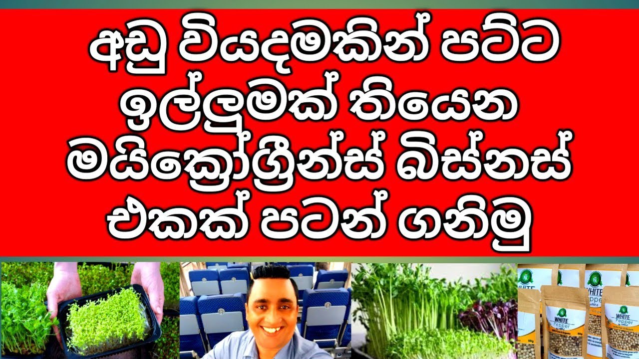 All details about Microgreens in Sri Lanka මයික්‍රෝග්‍රීන්ස් අඩු වියදමකින් ආරම්භ කරන්න බිස්නස් එකක්