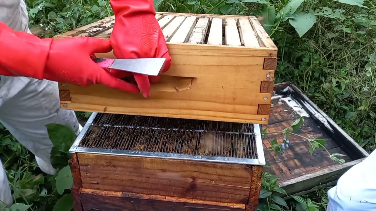How to Prevent Varroa Mite