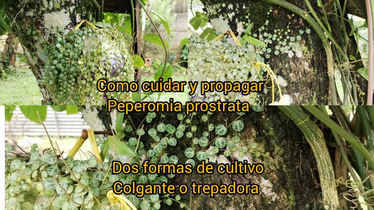 Cómo cuidar y Propagar el collar de tortuga /Peperomia prostrata 💯