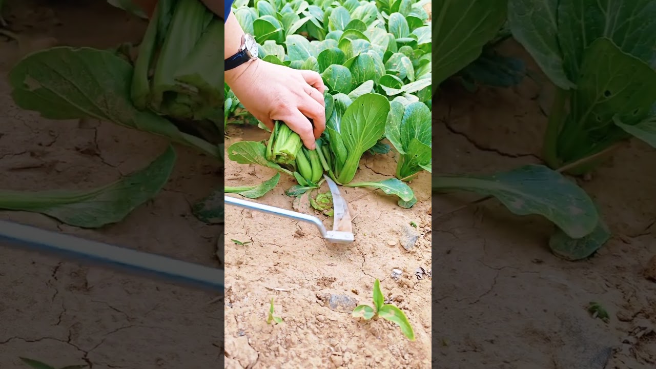 🥬 Fresh Bok Choy Harvest in the Farm | Healthy Green Vegetable Growing