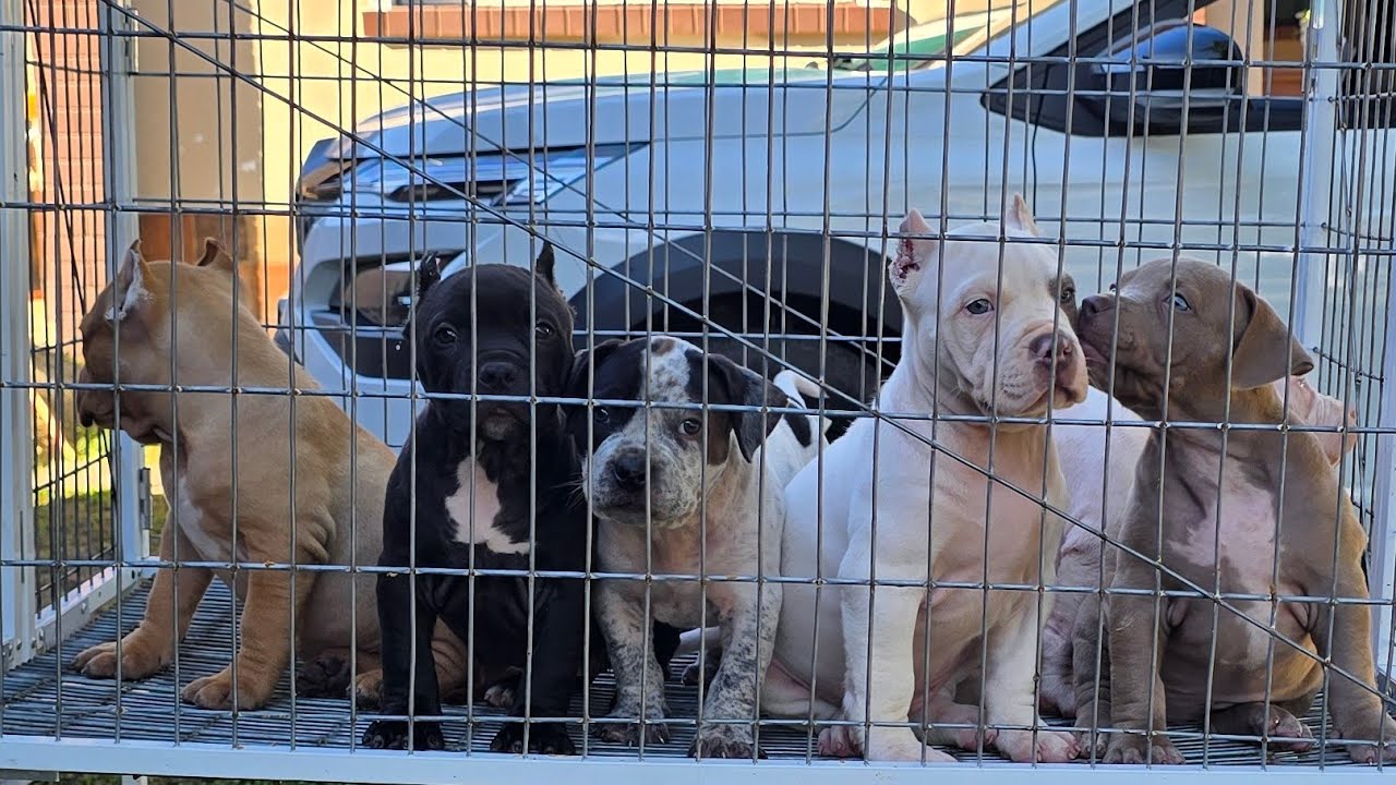 WE ARE SHIPPING 7 PUPPIES FROM THE BEST BULL KENNEL, THE MONSTER KENNEL THAT PRODUCES THE MOST!!!!