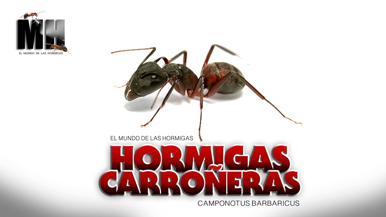 HORMIGAS CARROÑERAS |  Camponotus Barbaricus