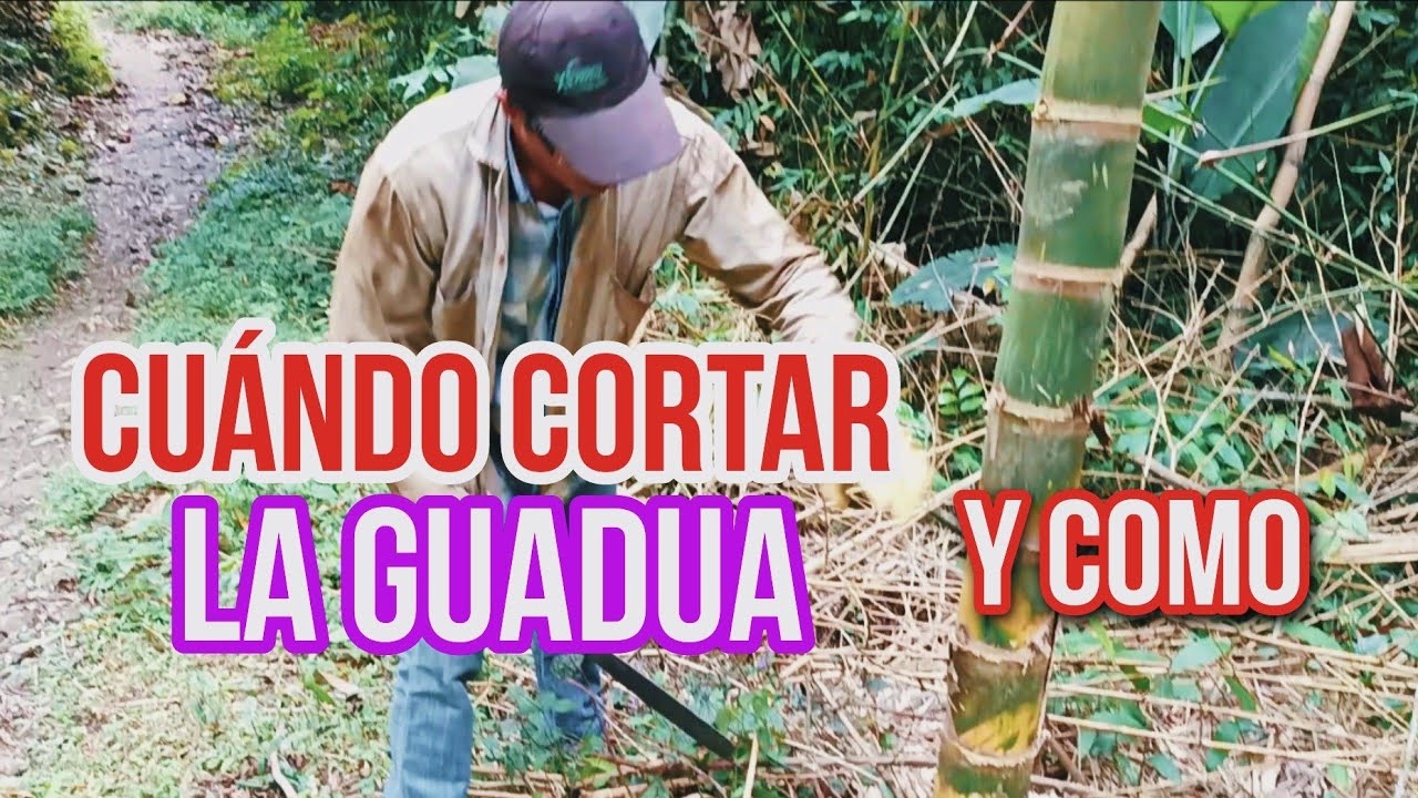 COMO CORTAR GUADUA EN BUEN TIEMPO  🌑🌲