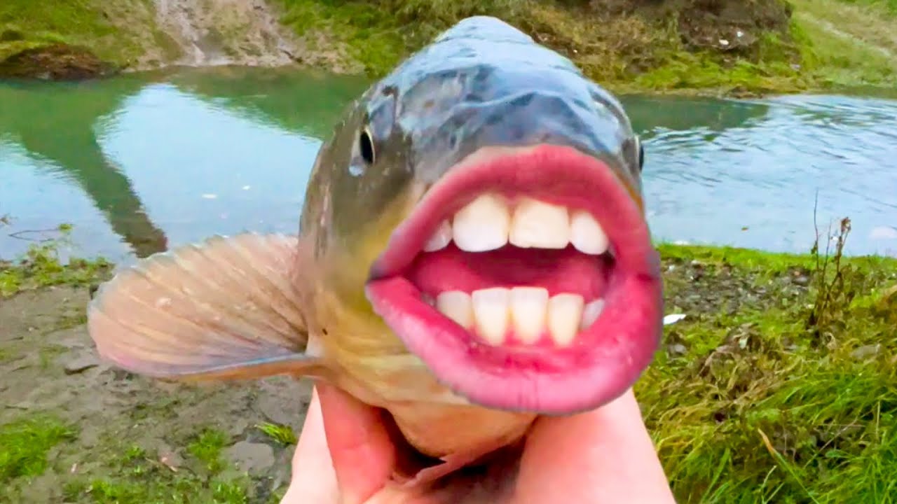 Basta Fix - Nasran&yacute; Kapor (predĺžen&aacute; verzia)