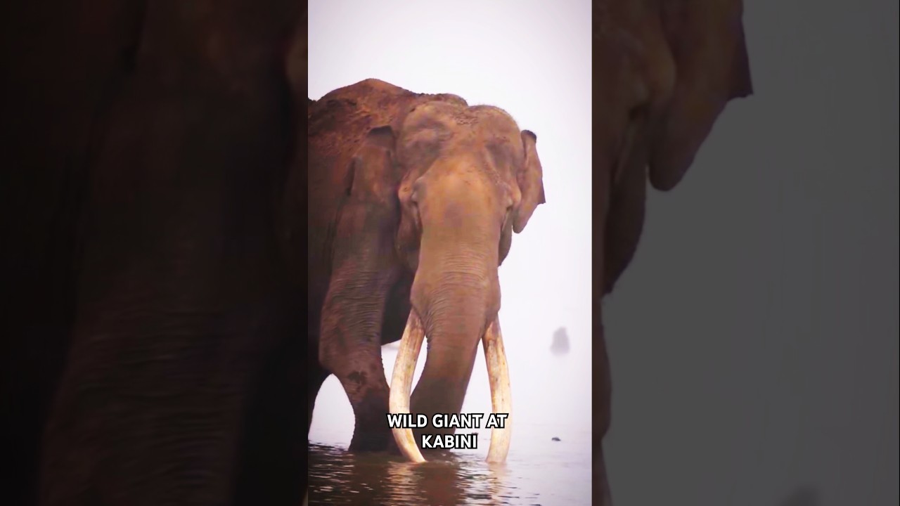 Majestic Elephant Sighting at Kabini Lake View! | Nature’s Magic 