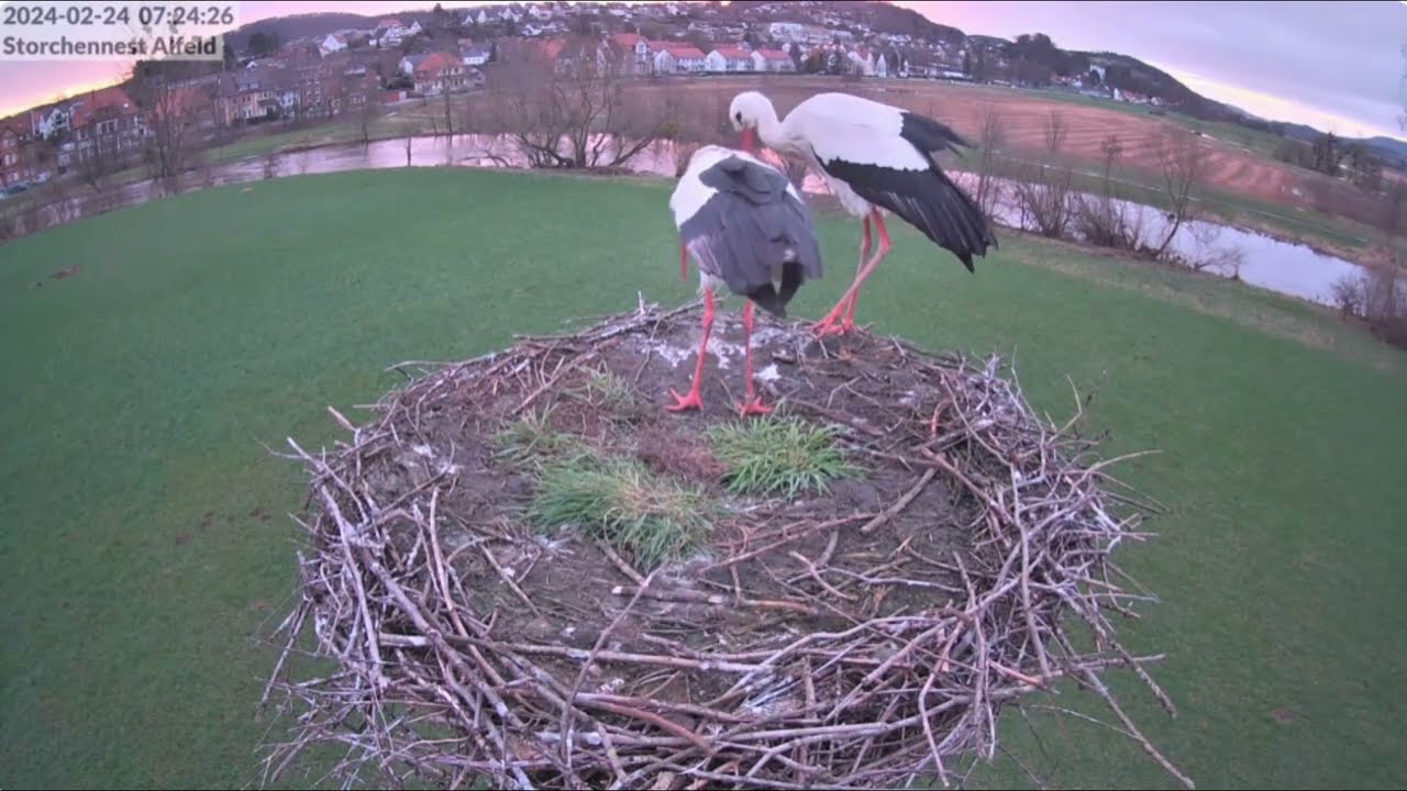 Storchennest Alfeld (Leine) - Rauswurf mit Happy End - 24.02.2024