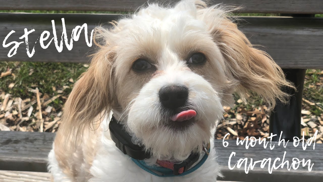 Stella | 6 Month Old Cavachon | Small Dog Training | Off Leash Obedience
