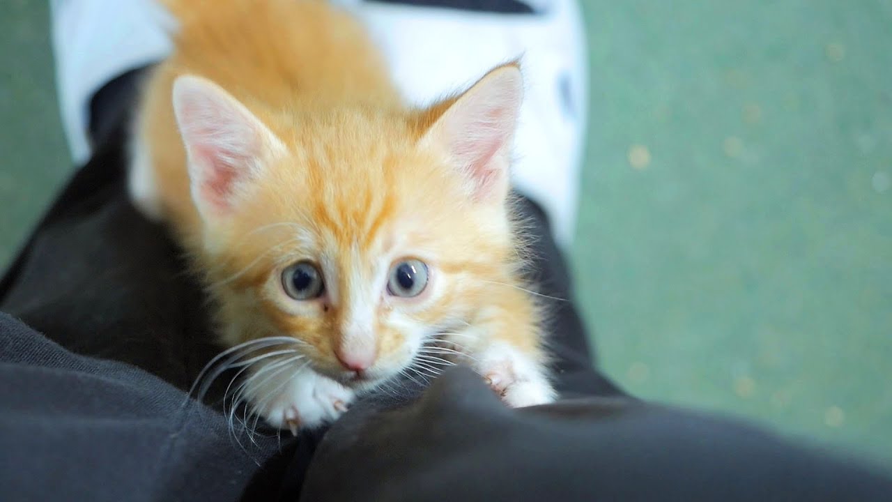 Kittens Growing Cute And Playful | Four Little Warriors