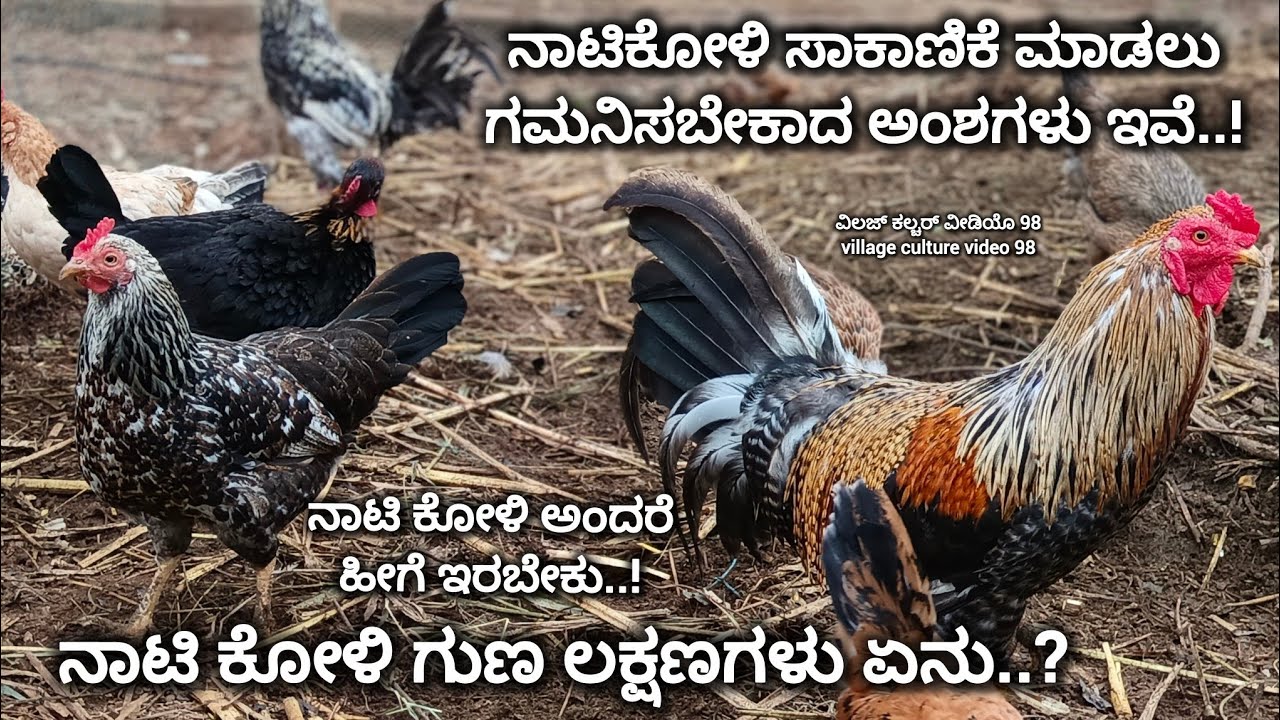 ನಾಟಿ ಕೋಳಿ ಸಾಕಾಣಿಕೆ ಮಾಡಲು ಗಮನಿಸಬೇಕಾದ ಅಂಶಗಳು ಇವೆ | naati koli farm in karnataka | nati koli sakanike |