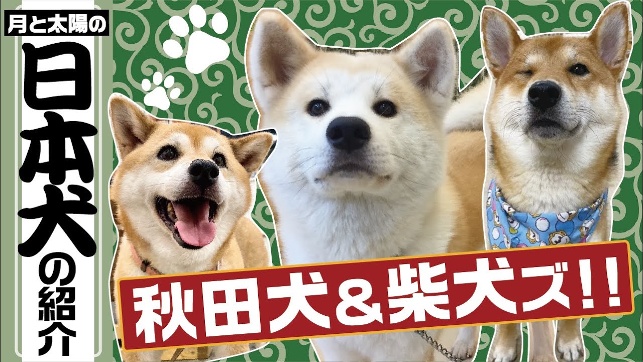 【カフェ犬密着】柴犬VS秋田犬 どちらが可愛いか徹底比較！！
