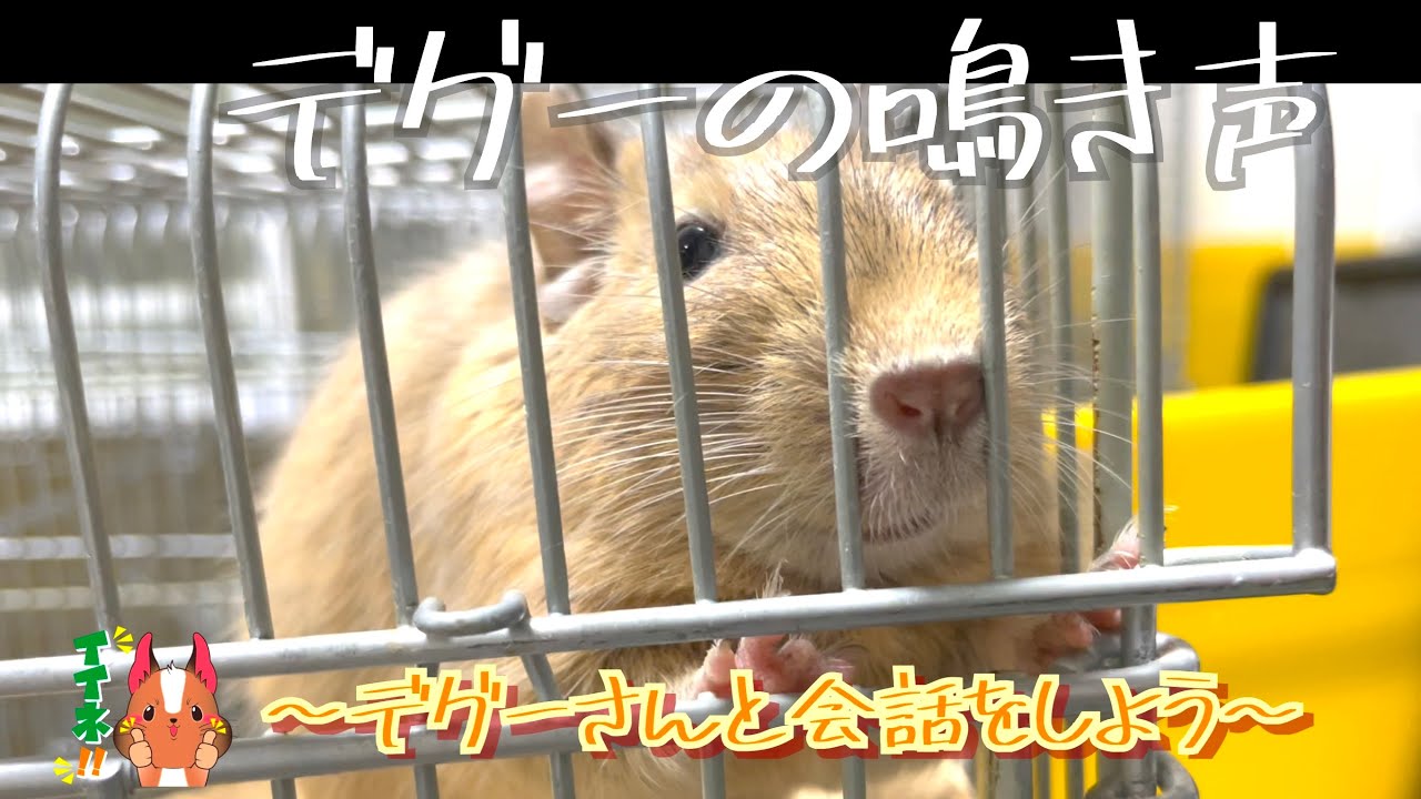 デグーの鳴き声
