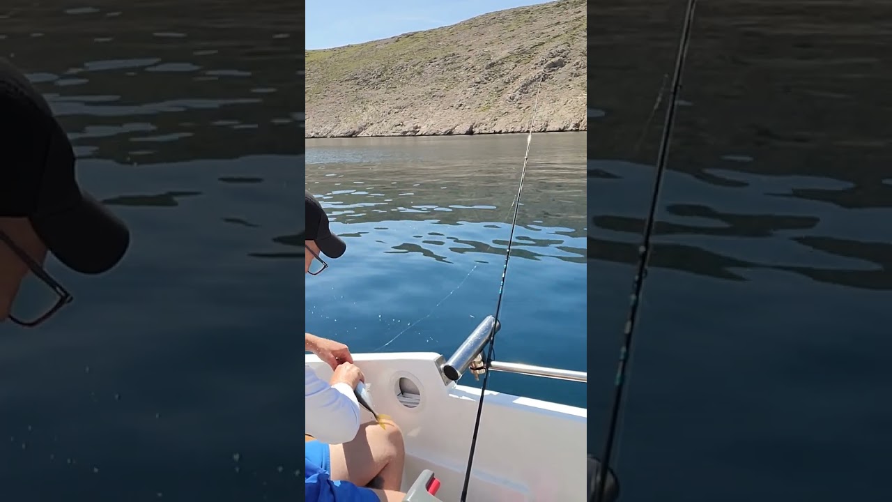 panula za zubaca #dentex #trolling #sabikifishing#croatia