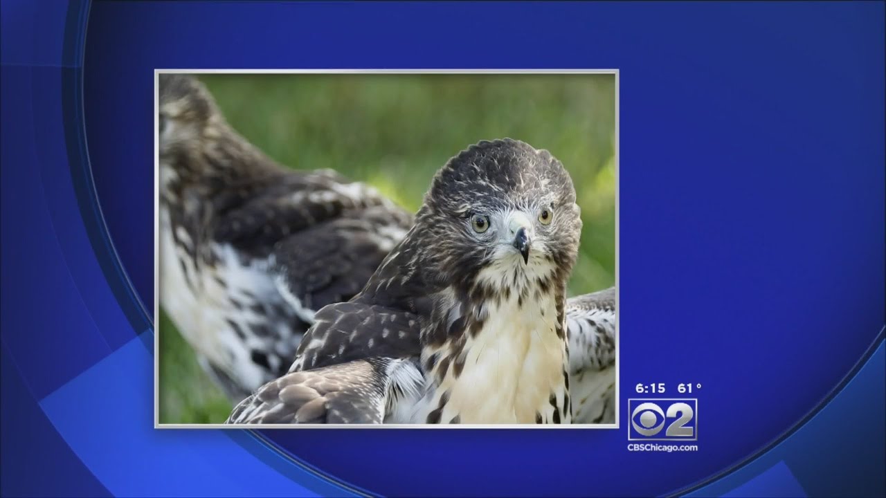 Hawks Attack Small Dogs In Highland, Indiana