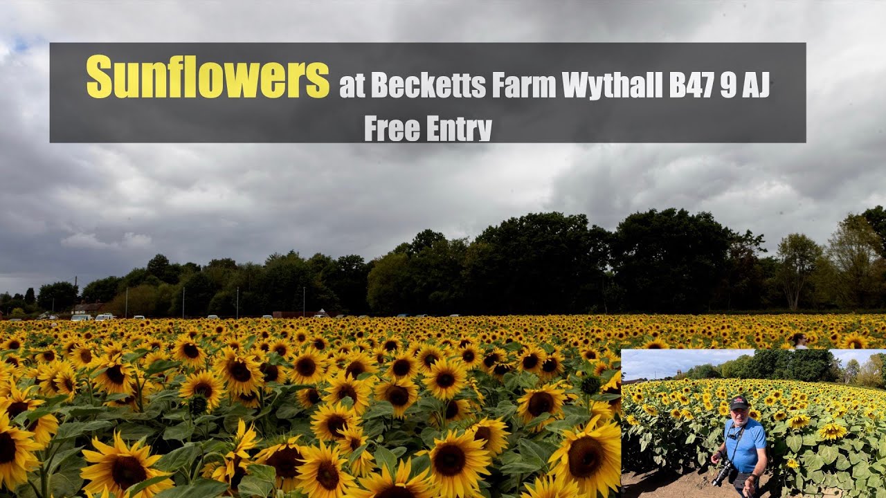 Sunflower Field at Becketts Farm Wythall B47 9 AJ Free Entry