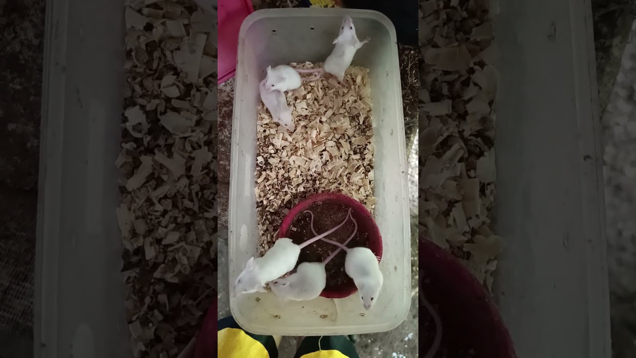 Feeding My Ball Python: Frozen Mice vs Live Feeders 🐍 | Ball Python Feeding Tips!