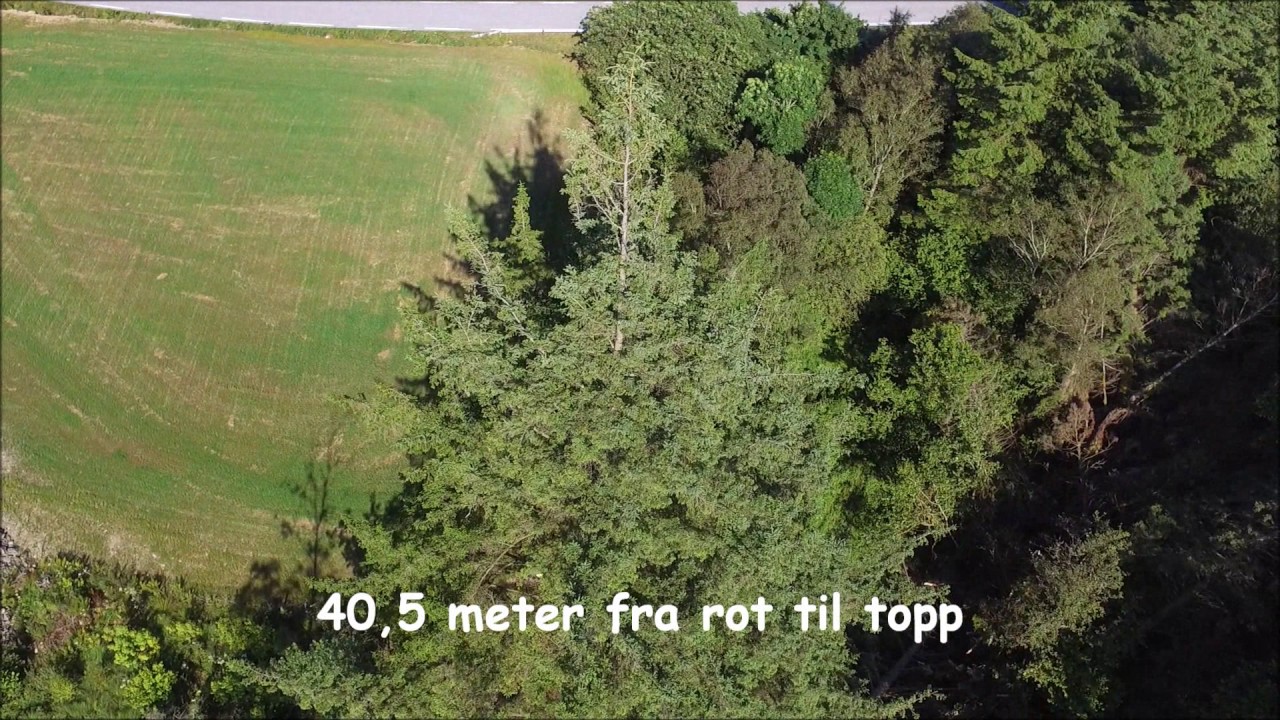 Trefelling av 100 år gamle grantrær 40 m. høye.