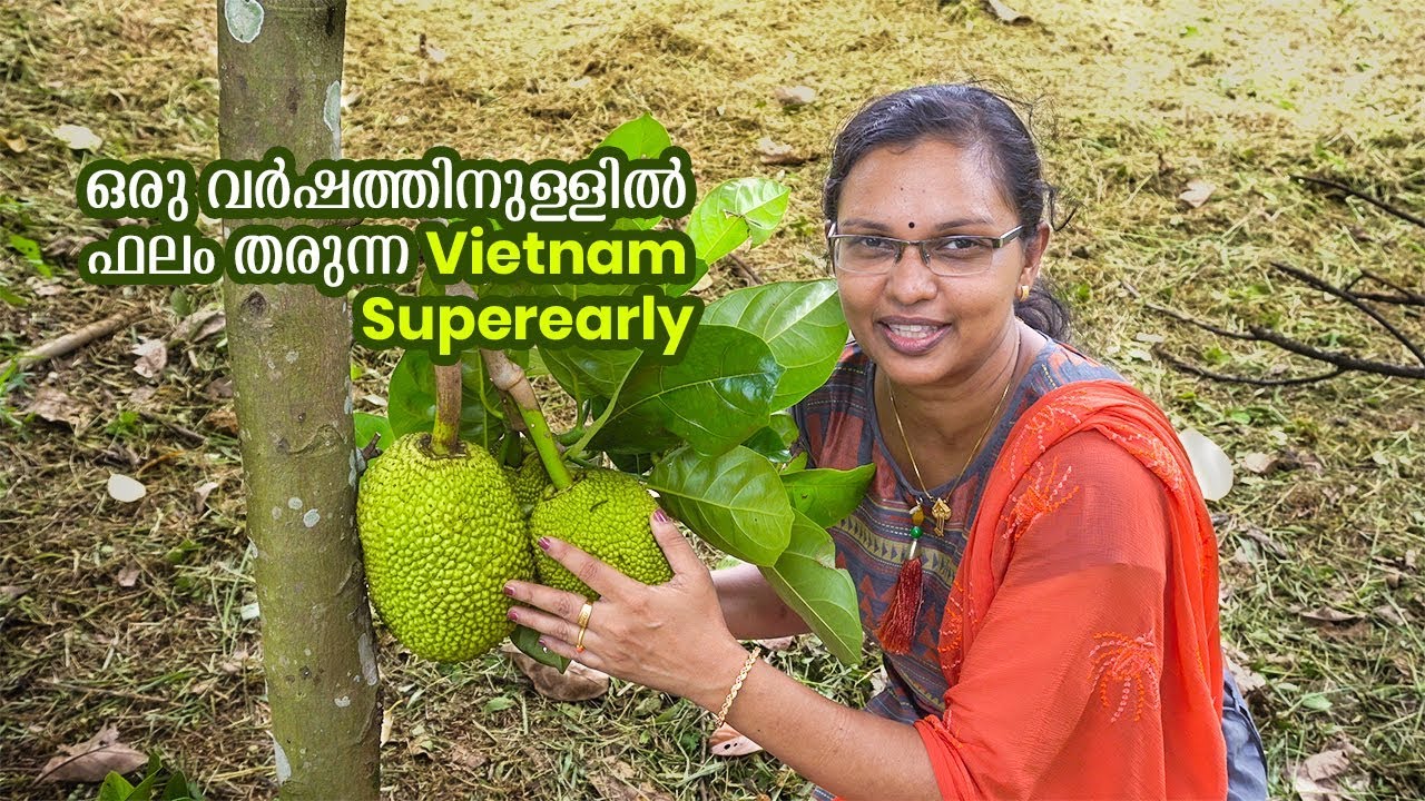 ഒരു വർഷം കൊണ്ട് കായ്ക്കും  ചക്ക വിയറ്റ്നാം സൂപ്പർ  ഏർലി