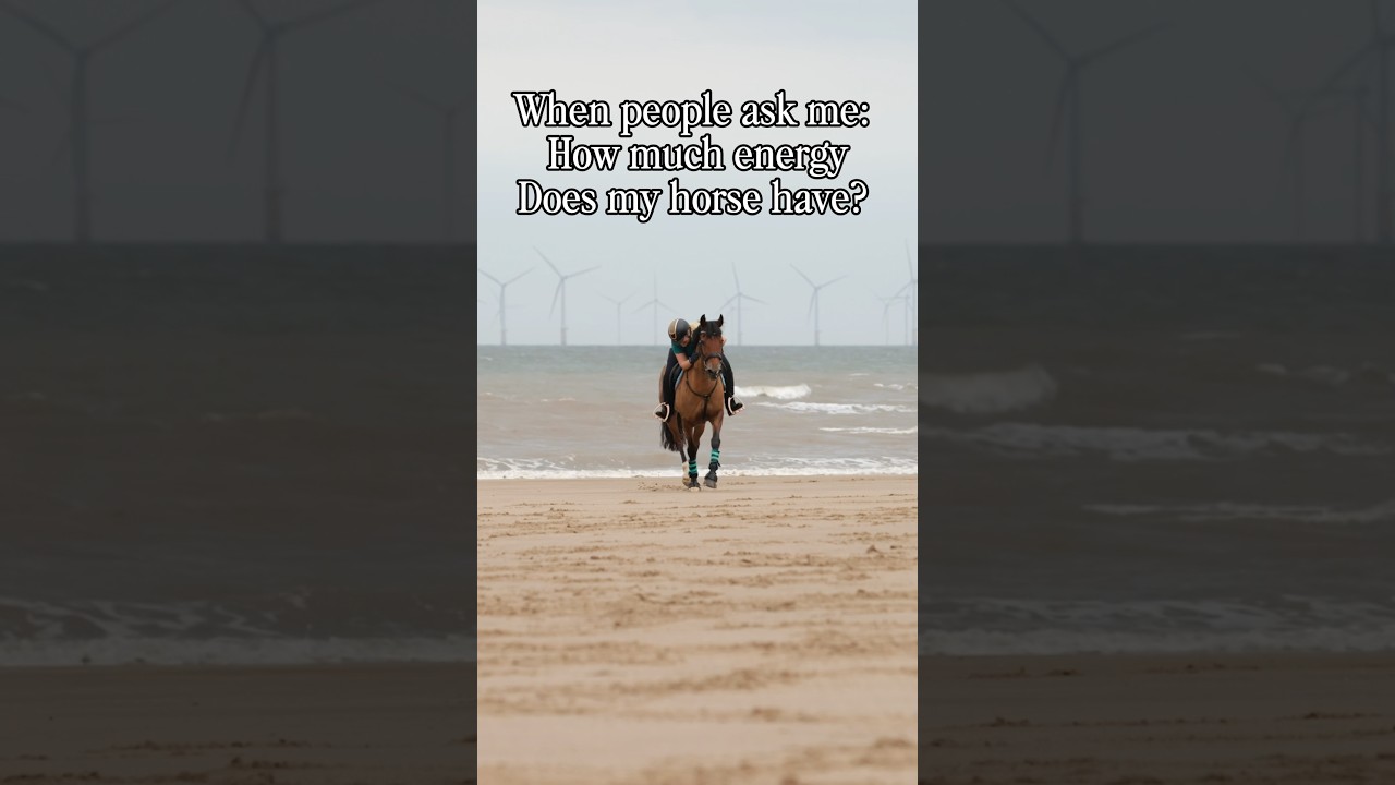 The Whizzy Welsh! #horse #endless