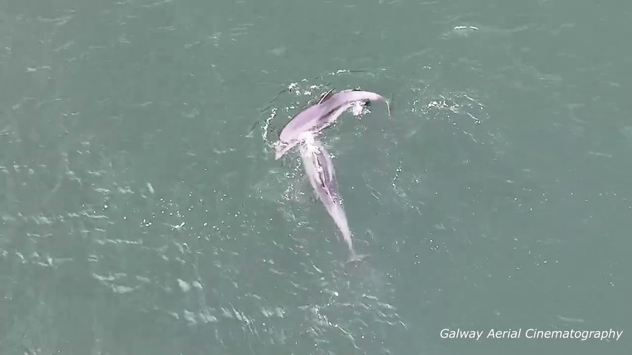 Dolphins On Galway Bay Having A Blast