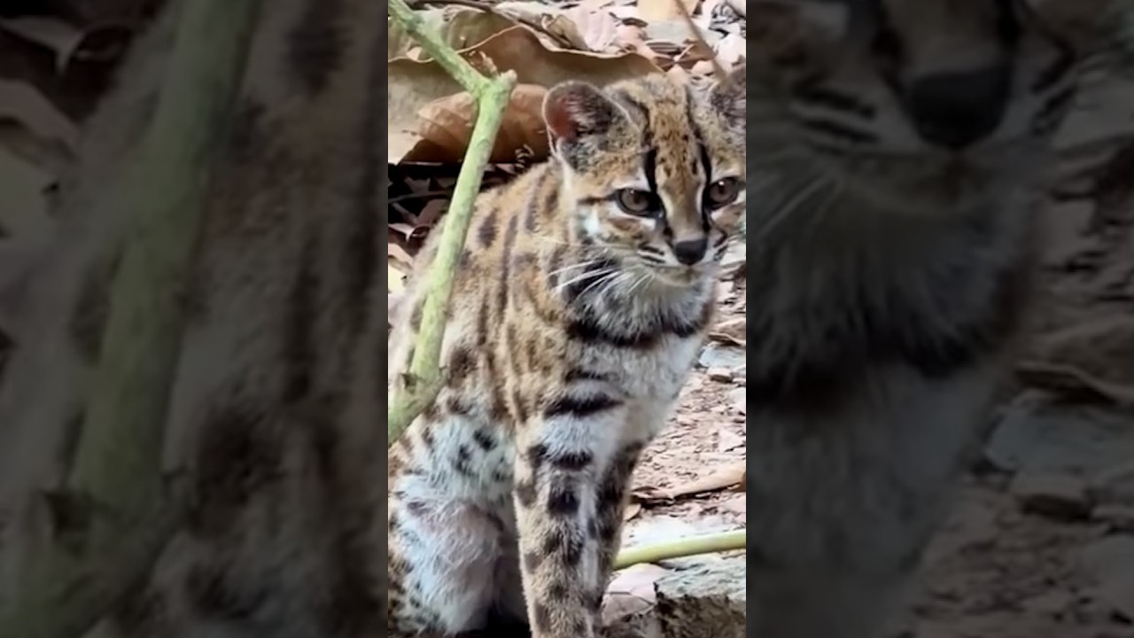 Scientists Discover First New Wild Cat Species in 100 Years