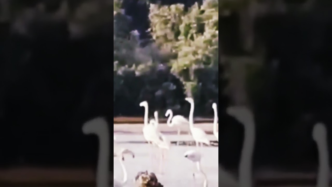 Flamingos viewing # #clips #shorts #dubai  #wildlife #wildlifecentury
