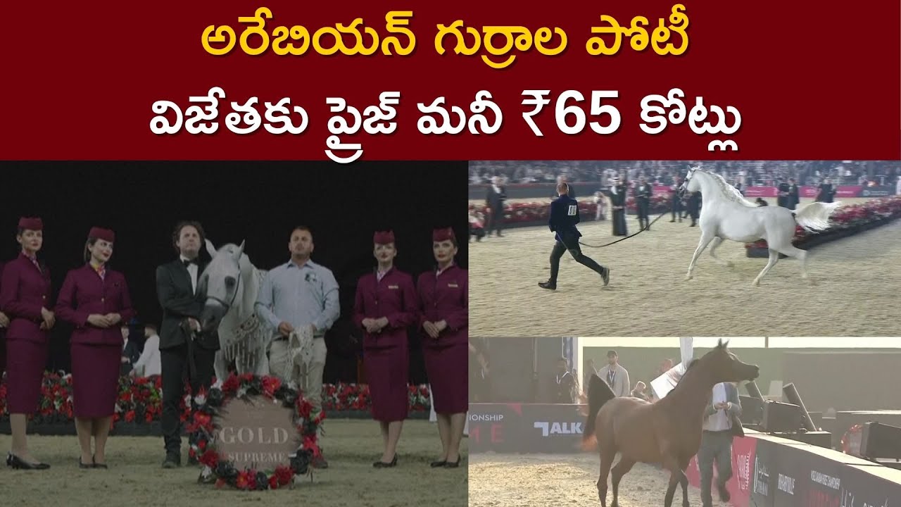 World Arabian Horse Championship Concludes In Doha | Rs.65 Crores Record Prize Money Awarded