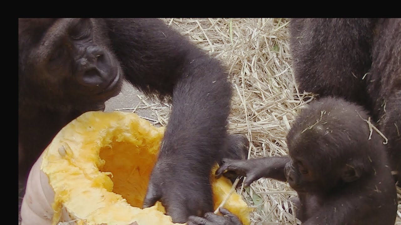 2019/10/26　ゴリラの家族～かぼちゃ[Kyoto City Zoo] 2019/10/26 Gorilla Family-Pumpkin