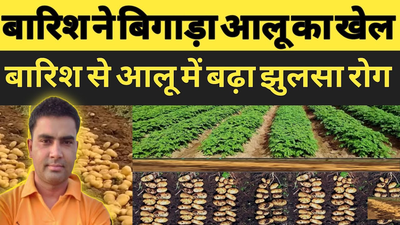 बारिश से आलू में भारी नुक्सान | झुलसा का आखिरी स्प्रे करे न करें | आलू मोटा करने का आखिरी स्प्रे | 